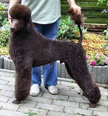 ABRAXAS BROWN MANOLITO ABRAXAS BROWN MANOLITO