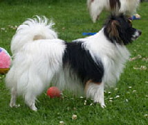Diluna´s Tinka Diluna´s Tinka