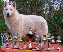 Hunter-Louis of beautiful White Hunter-Louis of beautiful White
