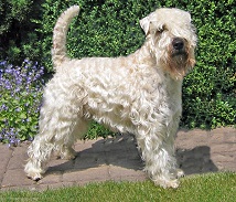 Wheaten Volunteer's Ivanhoe Wheaten Volunteer's Ivanhoe