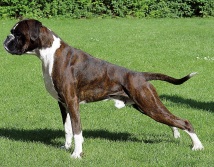 Orgon von Fausto