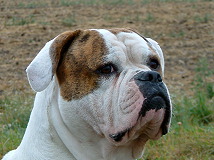 Ch. Butch Cassidys Samuel Ch. Butch Cassidys Samuel