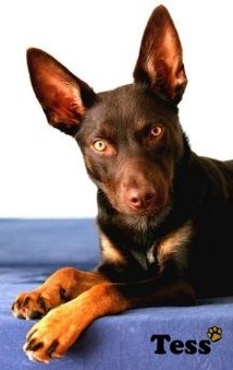 Tess