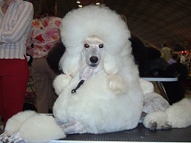 ABRAXAS WHITE ROCK MY BABY ABRAXAS WHITE ROCK MY BABY