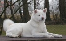 Akasta's Yuki