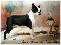 Amore Mi von der HessenVilla