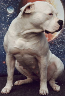 Ch. Butch Cassidys Annie Ch. Butch Cassidys Annie