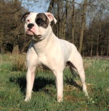 Ch. Chestnut's Little Cherokee of SAB Ch. Chestnut's Little Cherokee of SAB