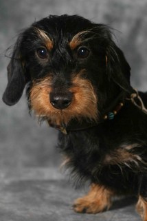 Quincy aus der Krabbelkiste