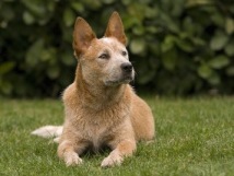 Ginger Va Bene Greatest Hit Ginger Va Bene Greatest Hit