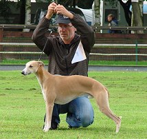 Pencloe triple crown genannt 'Connor' Pencloe triple crown genannt 'Connor'