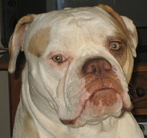 Ch. Butch Cassidys Queen Mombassa Ch. Butch Cassidys Queen Mombassa