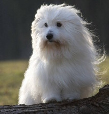 Ultimo de lArche dAny-White Ultimo de lArche dAny-White