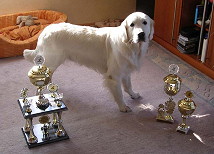 Royal Ustinov of Golden Dream Royal Ustinov of Golden Dream