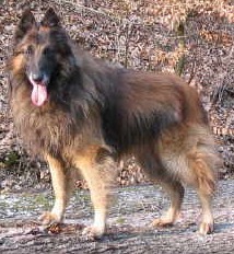 s.r.pE Ylan van de Hoge Laer