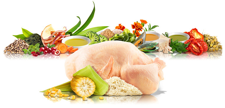ingrediente pentru PLATINUM hrană uscată câini Adult Chicken